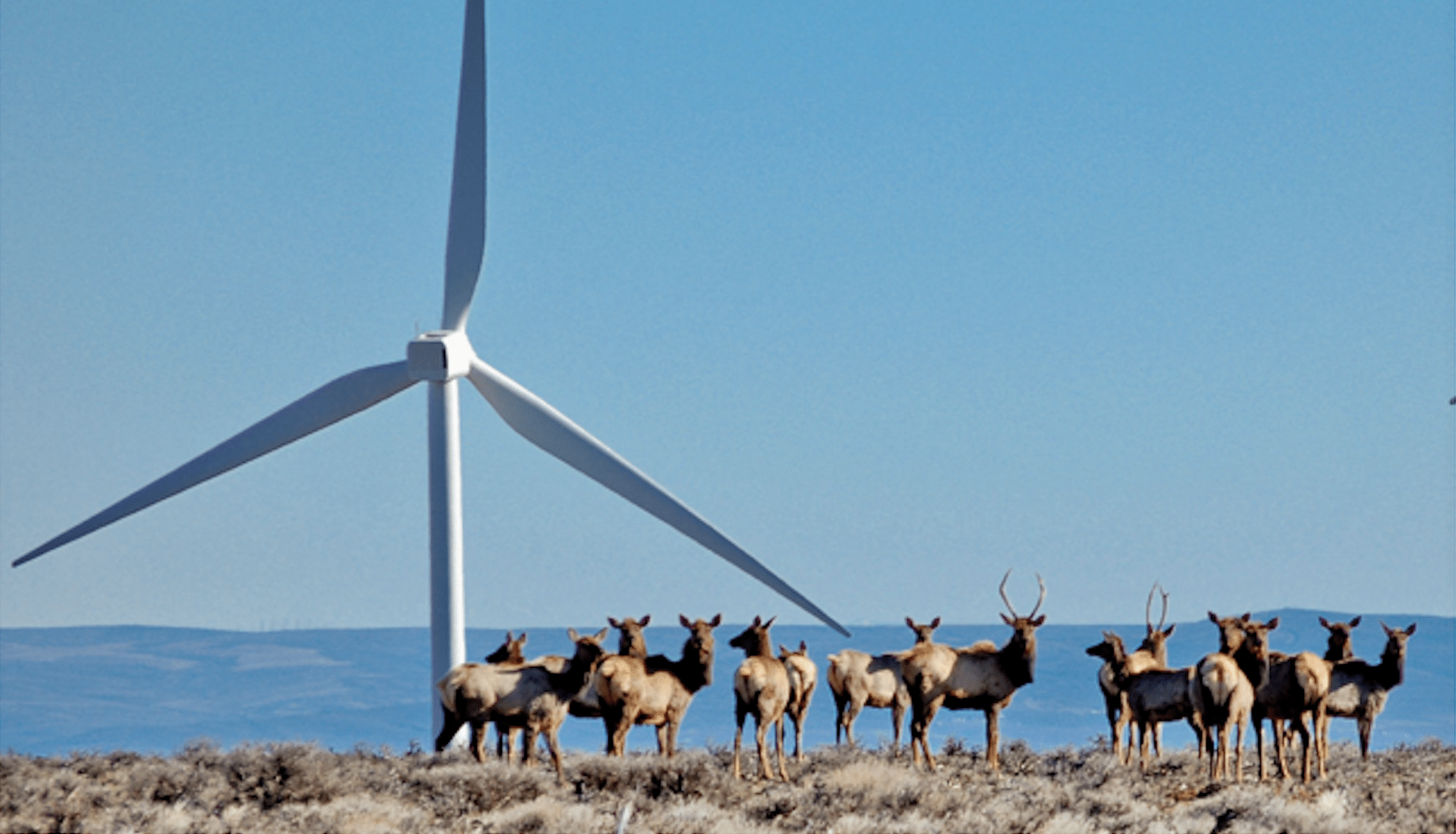 Elk by Wind Farm