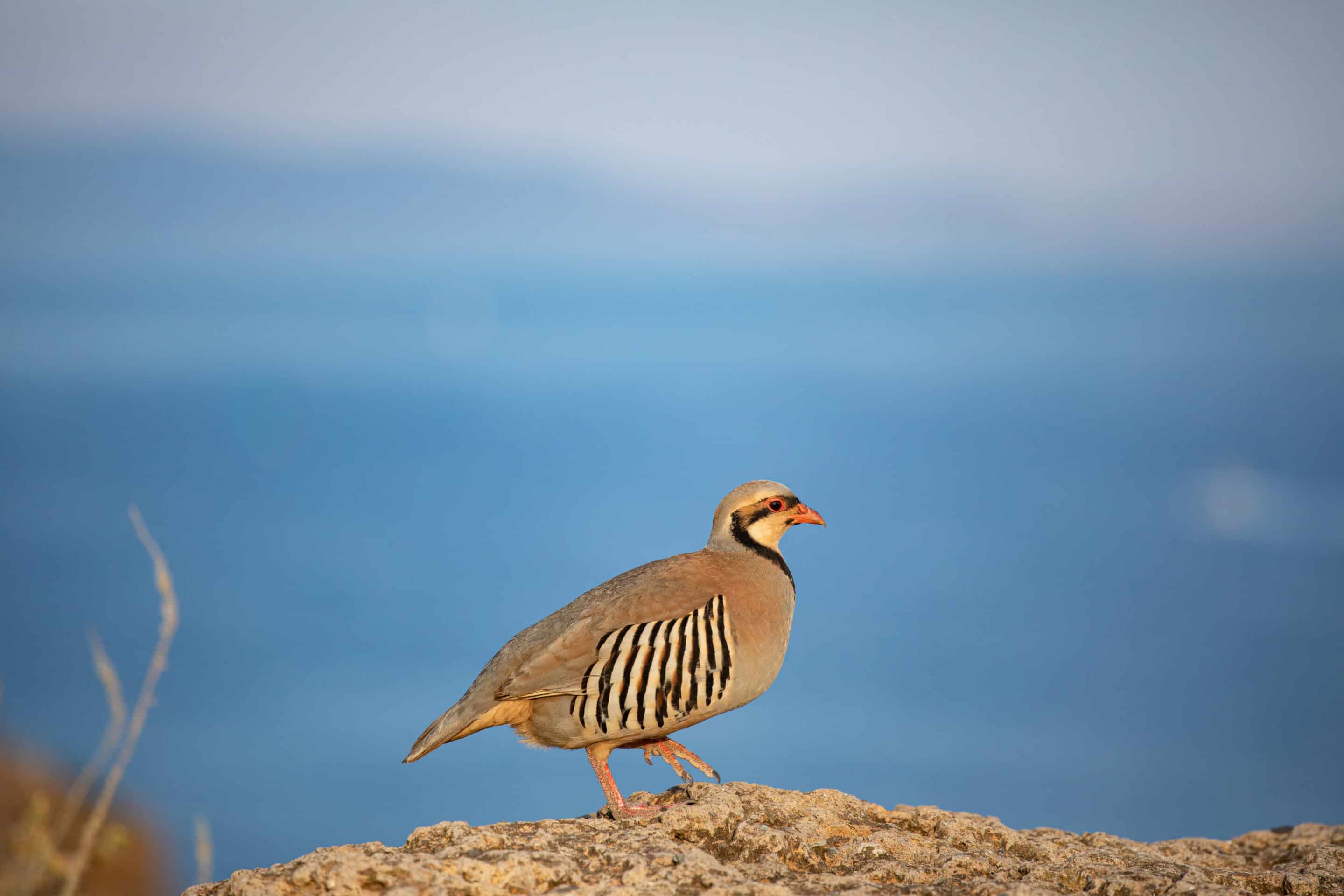 chukar