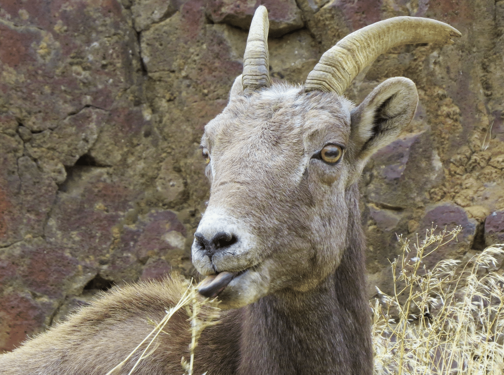 Bighorn Sheep